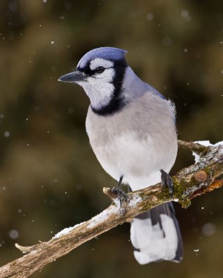 Geai bleu / Blue Jay