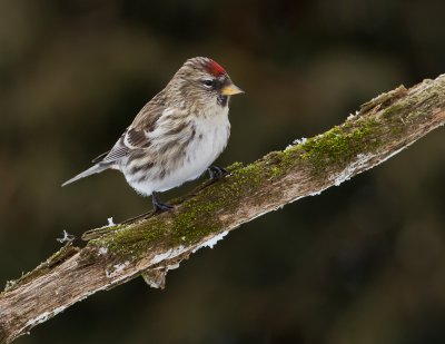 Sizerin flamm / Common Redpoll