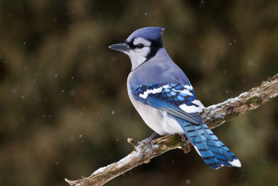 Geai bleu / Blue Jay