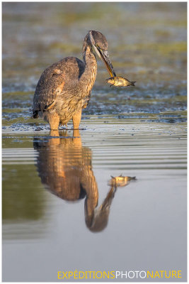 Grand Héron / Great Blue Heron