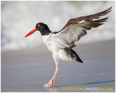 Huîtrier d'Amérique / American Oystercatcher