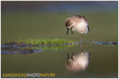 Bécasseau semipalmé / Semipalmated Sandpiper