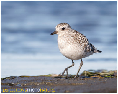 Pluvier argenté / Black-bellied Plover