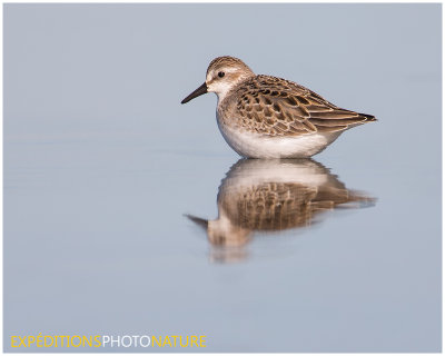 Bécasseau semipalmé / Semipalmated Sandpiper