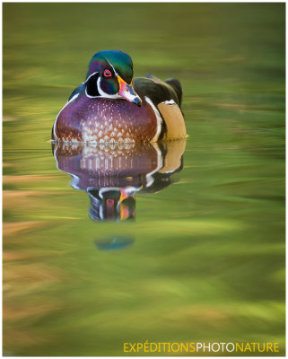 Canard branchu / Wood Duck