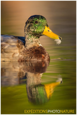 Canard Colvert / Mallard