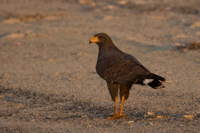 Buse Noire / Cuban Black-Hawk