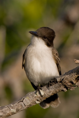 Tyran Tritri  / Eastern Kingbird