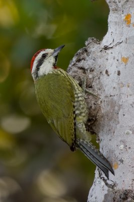 Pic poignard / Cuban Green Woodpecker