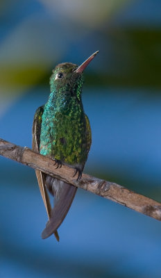 Colibri circ / Broad-billed Hummingbird