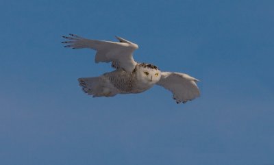 Harfang des neiges / Snowy Owl