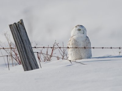 Harfang des neiges / Snowy Owl