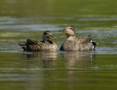 Canards chipeau / Gadwalls