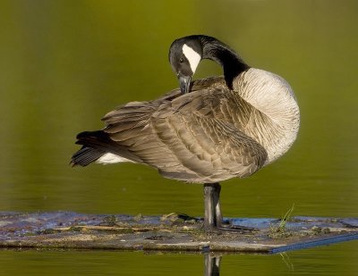 Bernache du Canada / Canada Goose