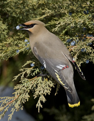 Jaseur d'Am�rique  / Cedar Waxwing