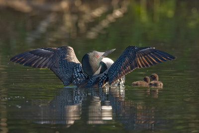 Plongeon Huards / Common Loons