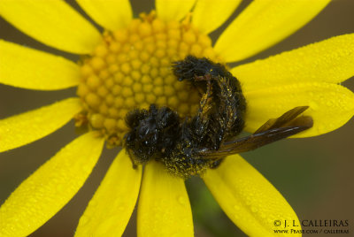  Panargus calcaratus