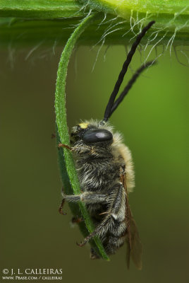 Eucera elongatula