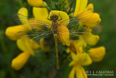 Sympetrum sanguineum 