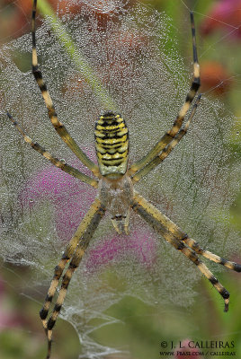  Argiope bruennichii