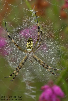 Argiope bruennichii