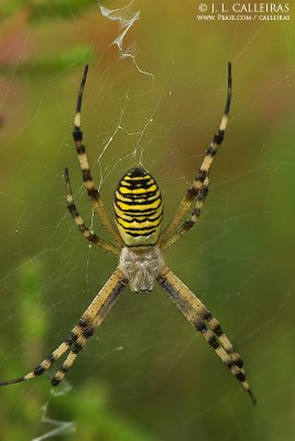 Argiope bruennichii