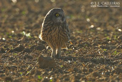 Short-eared Owl