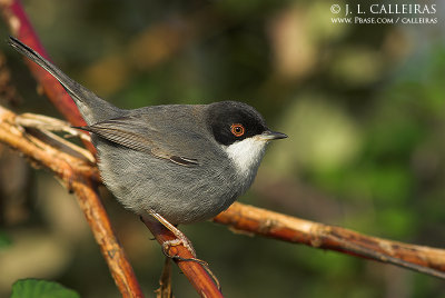 Sardinian Warbler 