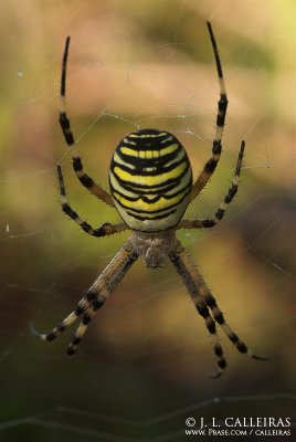 Argiope bruennichii