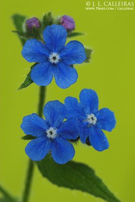 Myosotis sp.