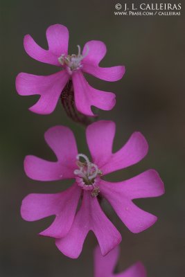  Silene scabriflora