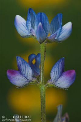 Lupinus angustifolius 