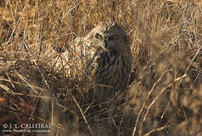 Short-eared Owl