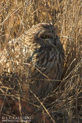 Short-eared Owl