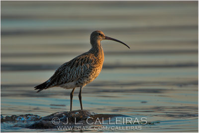 Whimbrel