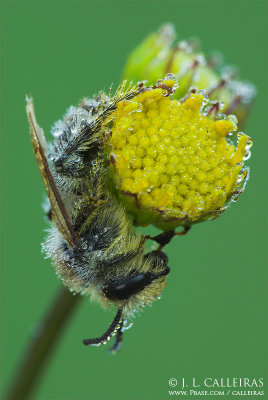  Andrena sp.