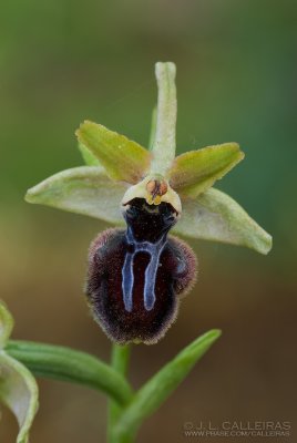 Ophrys sphegodes