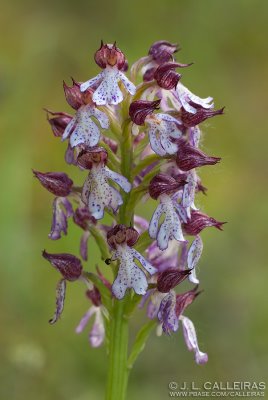  Orchis purpurea