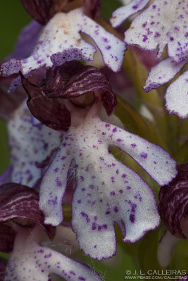 Orchis purpurea