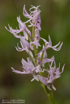  Orchis italica