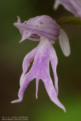  Orchis italica