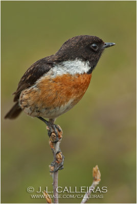 Tarabilla Comn (Saxicola torquata)