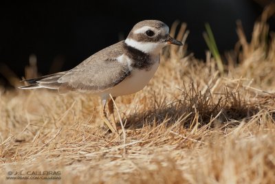 Great Ringed Plover 