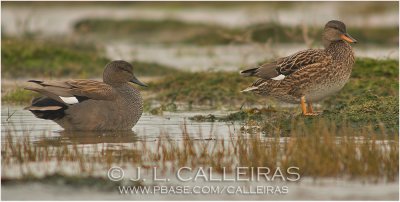 Gadwall