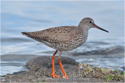 Archibebe Comn (Tringa totanus)