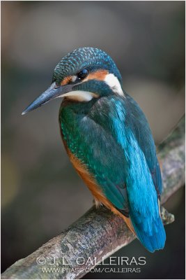 kingfisher