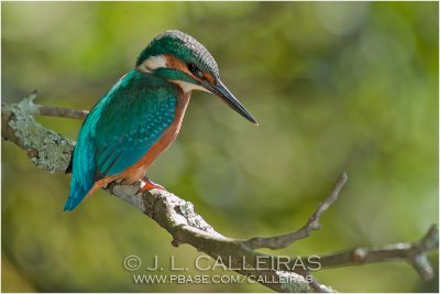 kingfisher