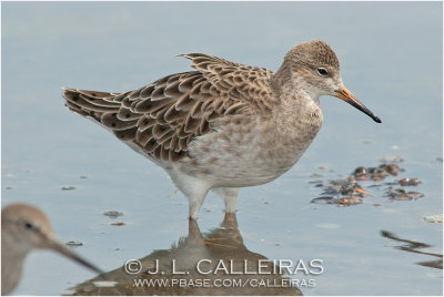 Combatiente (Philomachus pugnax)