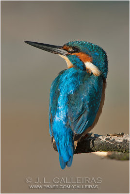 ALCEDINIDAE - Martn pescador