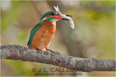 kingfisher